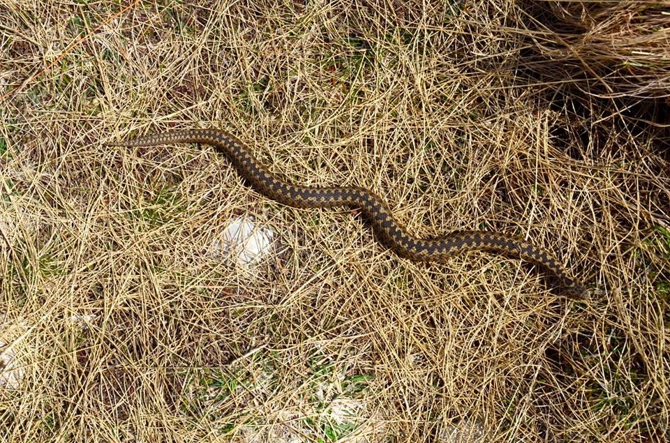 12963528_1138672859523547_6813940597518665803_n