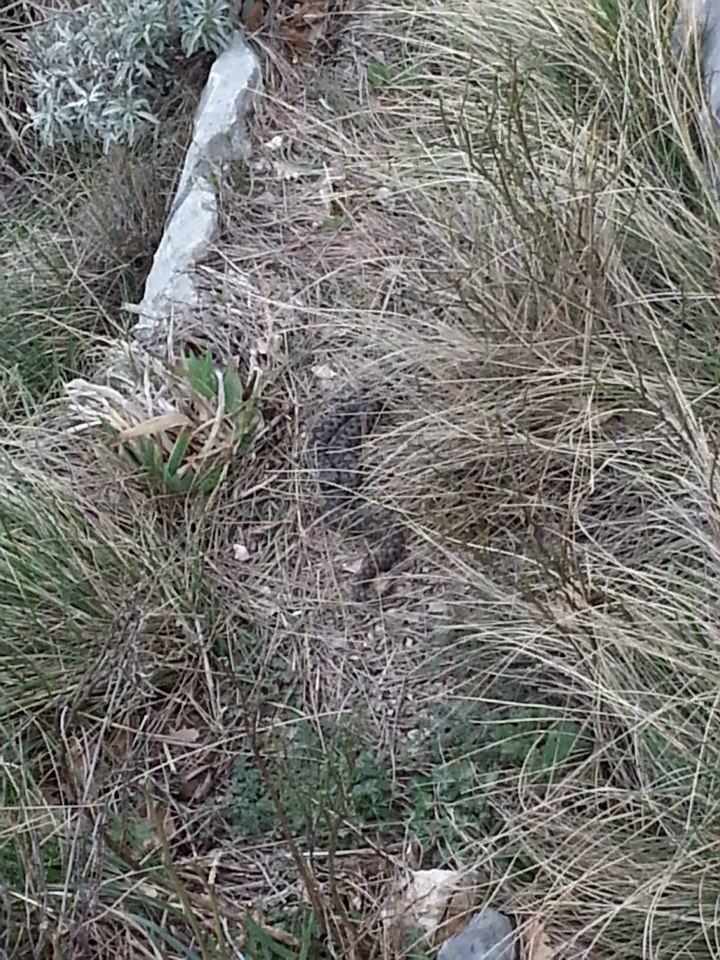 558493_515211735207617_1509277736_n