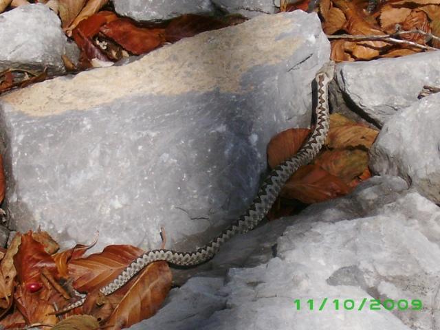 velebitski Poskok_imgp0613