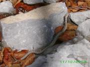 velebitski Poskok_imgp0613