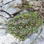 WhatsApp-Slika-2024-05-15-u-222016d8c48906