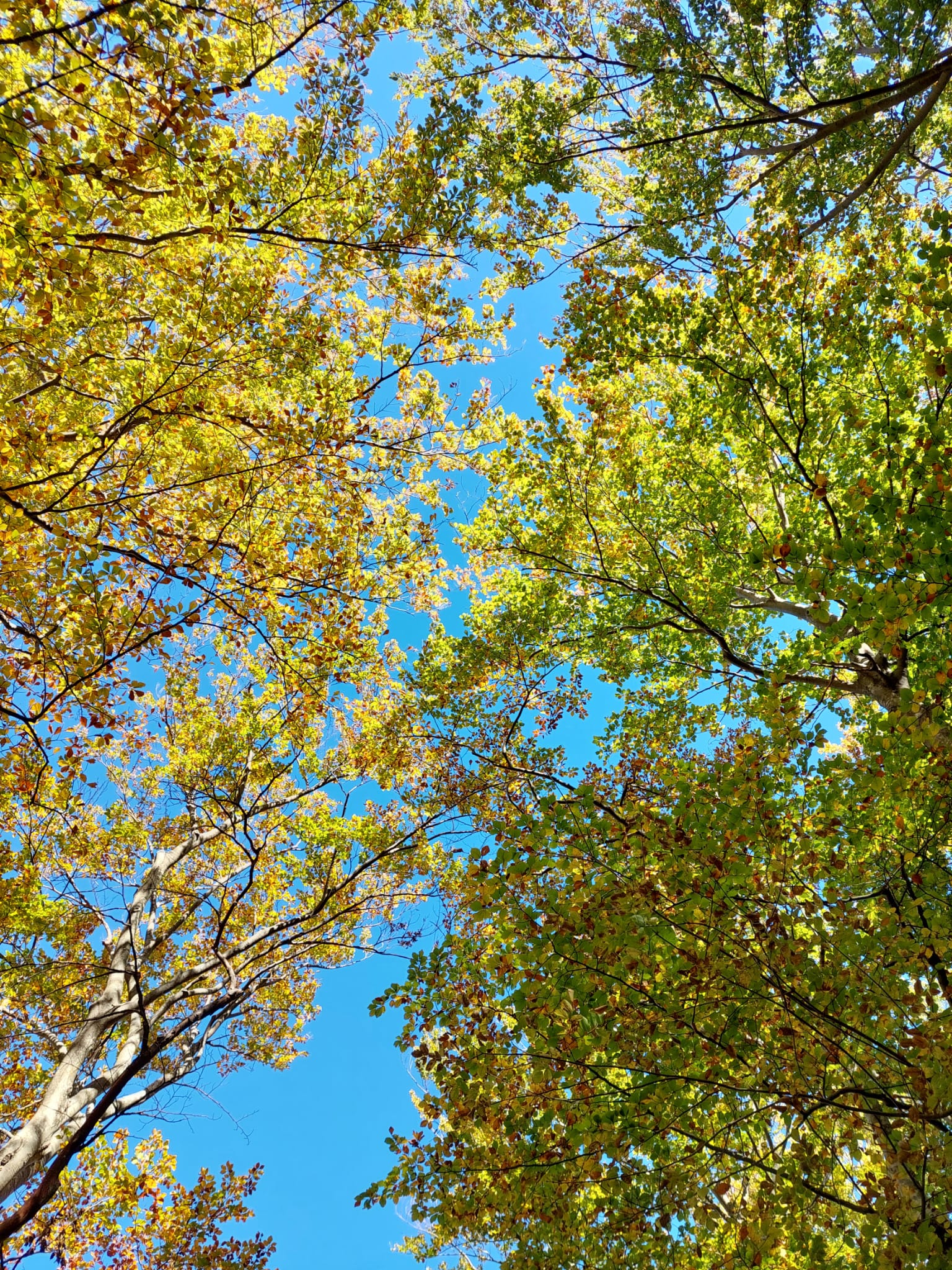 IMG-20241119-WA0016